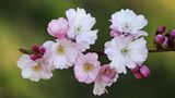 Kirschblüte