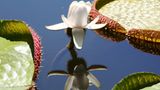 Wasserlilie