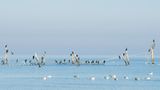 Fehmarn