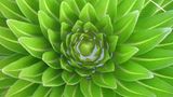 Senezie