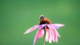 Hummel