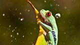 Frosch