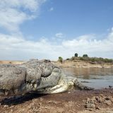 Noch mehr Afrika von unten - Bild 4