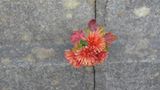 UNICEF: Japan, ein Jahr nach dem Tsunami - Bild 8