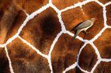 Fotogalerie: Fotogalerie: Tierfotografie als Kunst