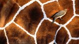 Fotogalerie: Fotogalerie: Tierfotografie als Kunst