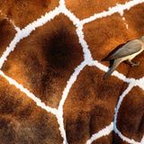 Fotogalerie: Fotogalerie: Tierfotografie als Kunst