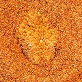 Fotogalerie: Fotogalerie: Tierfotografie als Kunst - Bild 2