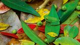 Fotogalerie: Fotogalerie: Tierfotografie als Kunst - Bild 4