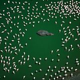 Fotogalerie: Fotogalerie: Tierfotografie als Kunst - Bild 5