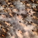 Fotogalerie: Fotogalerie: Tierfotografie als Kunst - Bild 6