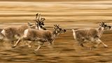 Fotogalerie: Fotogalerie: Tierfotografie als Kunst - Bild 7