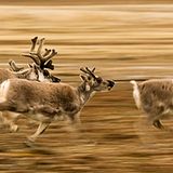 Fotogalerie: Fotogalerie: Tierfotografie als Kunst - Bild 7