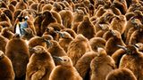 Fotogalerie: Fotogalerie: Tierfotografie als Kunst - Bild 8