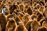 Fotogalerie: Fotogalerie: Tierfotografie als Kunst - Bild 8
