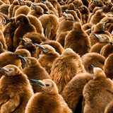 Fotogalerie: Fotogalerie: Tierfotografie als Kunst - Bild 8