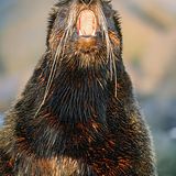 Fotogalerie: Fotogalerie: Tierfotografie als Kunst - Bild 9