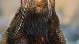 Fotogalerie: Fotogalerie: Tierfotografie als Kunst - Bild 9
