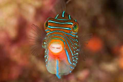 Tierfotografie: Fotogalerie: Gesichter des Riffs