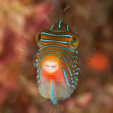 Falschaugen-Krugfisch, Canthigaster papua