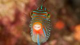 Falschaugen-Krugfisch, Canthigaster papua