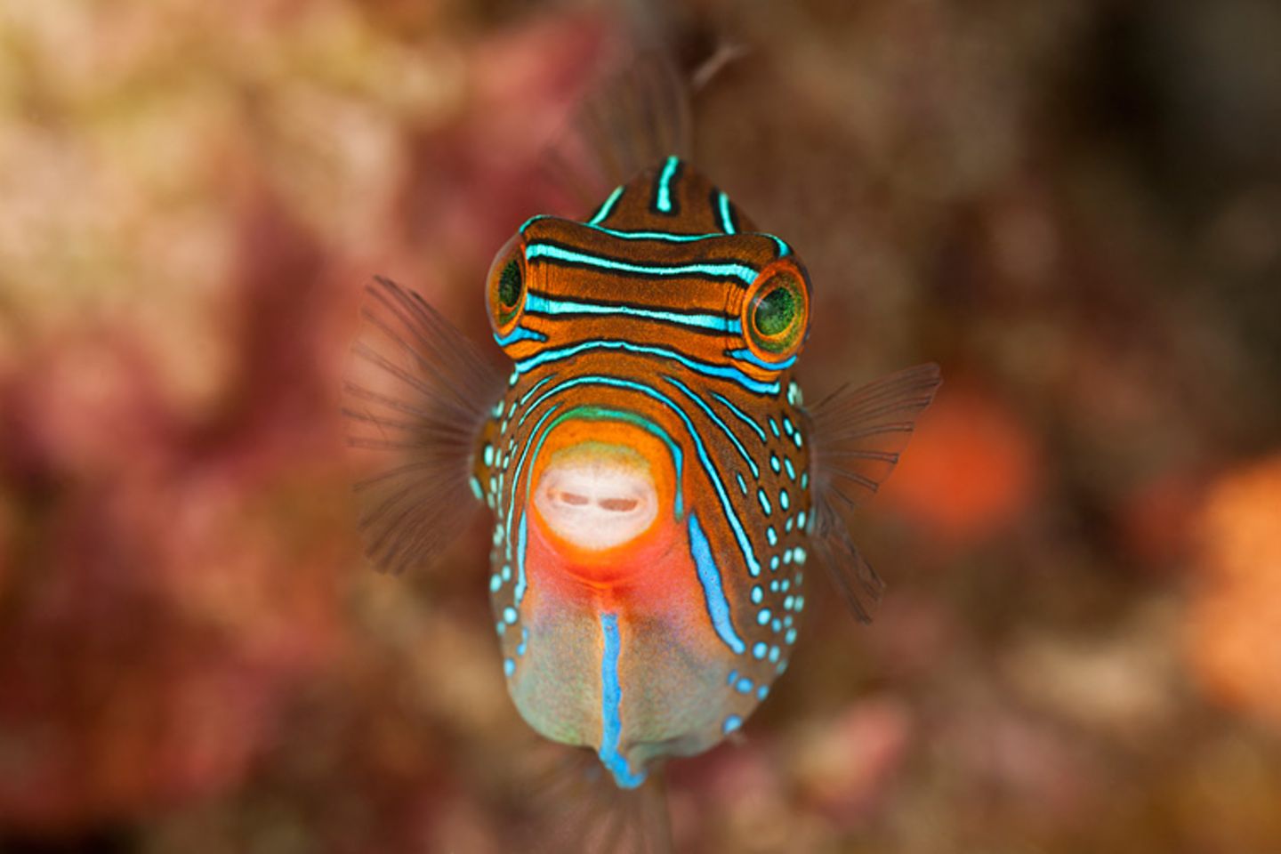 Falschaugen-Krugfisch, Canthigaster papua