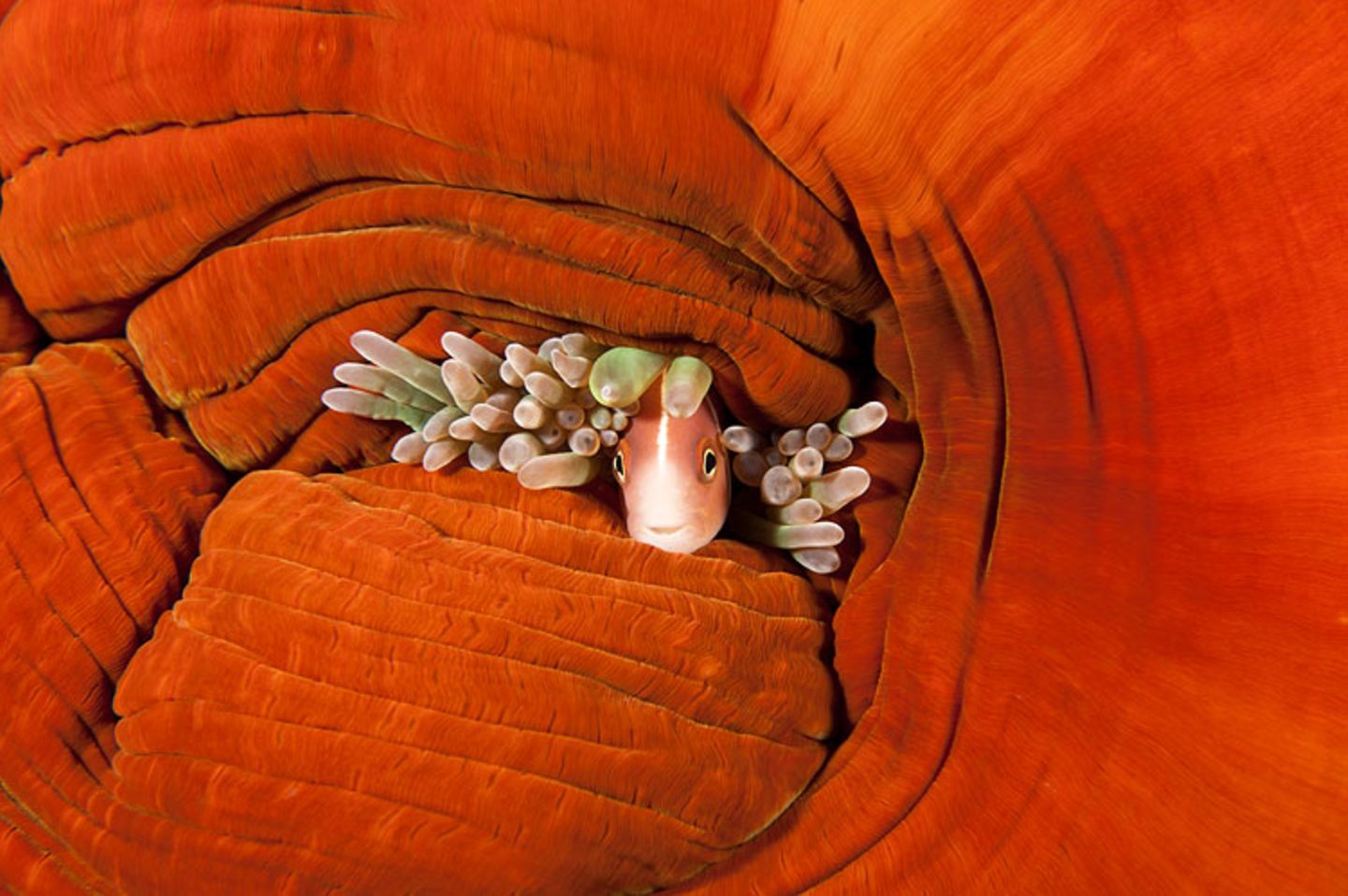 Halsband-Anemonenfisch, Amphiprion perideraion