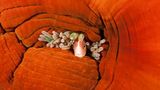 Halsband-Anemonenfisch, Amphiprion perideraion