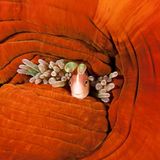 Halsband-Anemonenfisch, Amphiprion perideraion