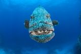 Kartoffelbarsch, Epinephelus tukula