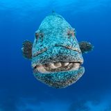 Kartoffelbarsch, Epinephelus tukula