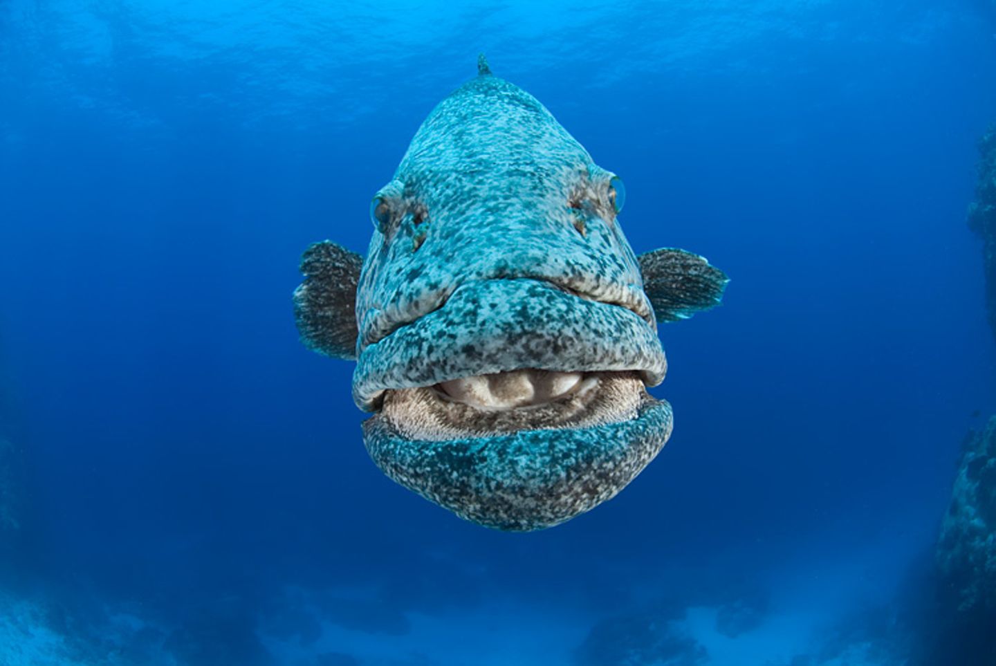 Kartoffelbarsch, Epinephelus tukula