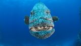 Kartoffelbarsch, Epinephelus tukula