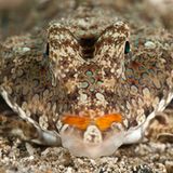 Finger-Leierfisch, Dactylopus dactylopus