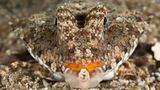 Finger-Leierfisch, Dactylopus dactylopus