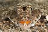 Finger-Leierfisch, Dactylopus dactylopus