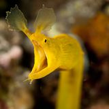 Nasenmuräne, Rhinomuraena quaesita