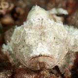 Buckel-Drachenkopf, Scorpaenopsis diabolus