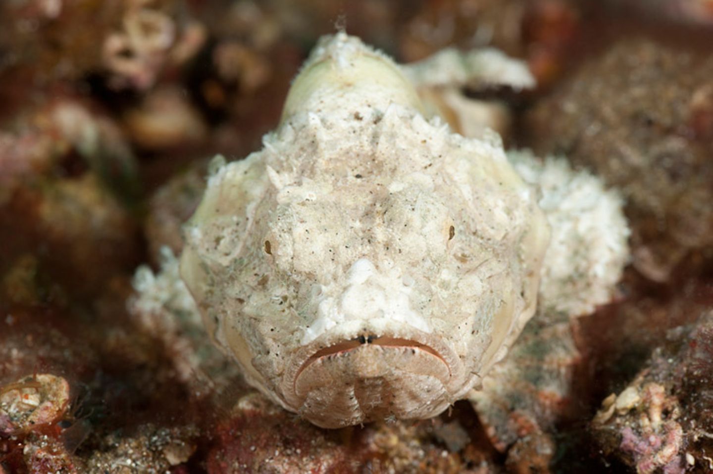 Buckel-Drachenkopf, Scorpaenopsis diabolus