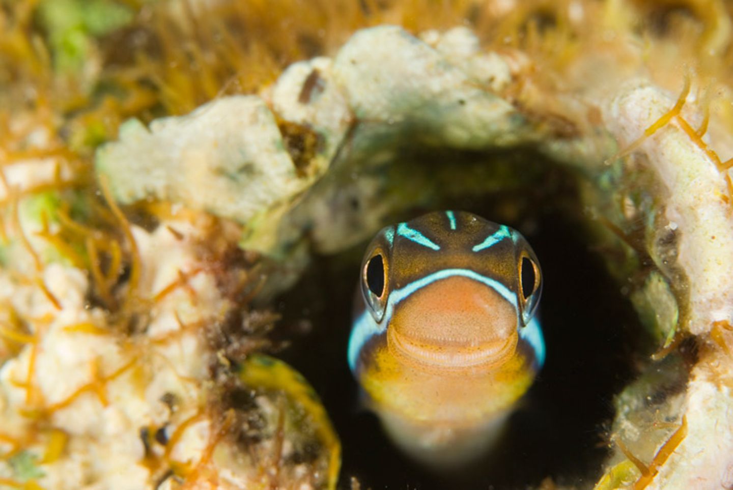 Blaustreifen-Säbelzahnschleimfisch, Plagiotremus rhinorhynchos Blaustreifen-Säbelzahnschleimfisch, Plagiotremus rhinorhynchos