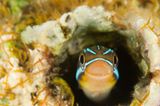 Blaustreifen-Säbelzahnschleimfisch, Plagiotremus rhinorhynchos