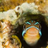 Blaustreifen-Säbelzahnschleimfisch, Plagiotremus rhinorhynchos