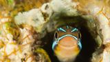 Blaustreifen-Säbelzahnschleimfisch, Plagiotremus rhinorhynchos