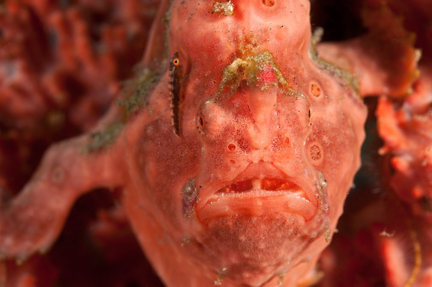 Gemalter Anglerfisch, Antennarius pictus
