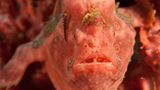 Gemalter Anglerfisch, Antennarius pictus