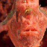 Gemalter Anglerfisch, Antennarius pictus