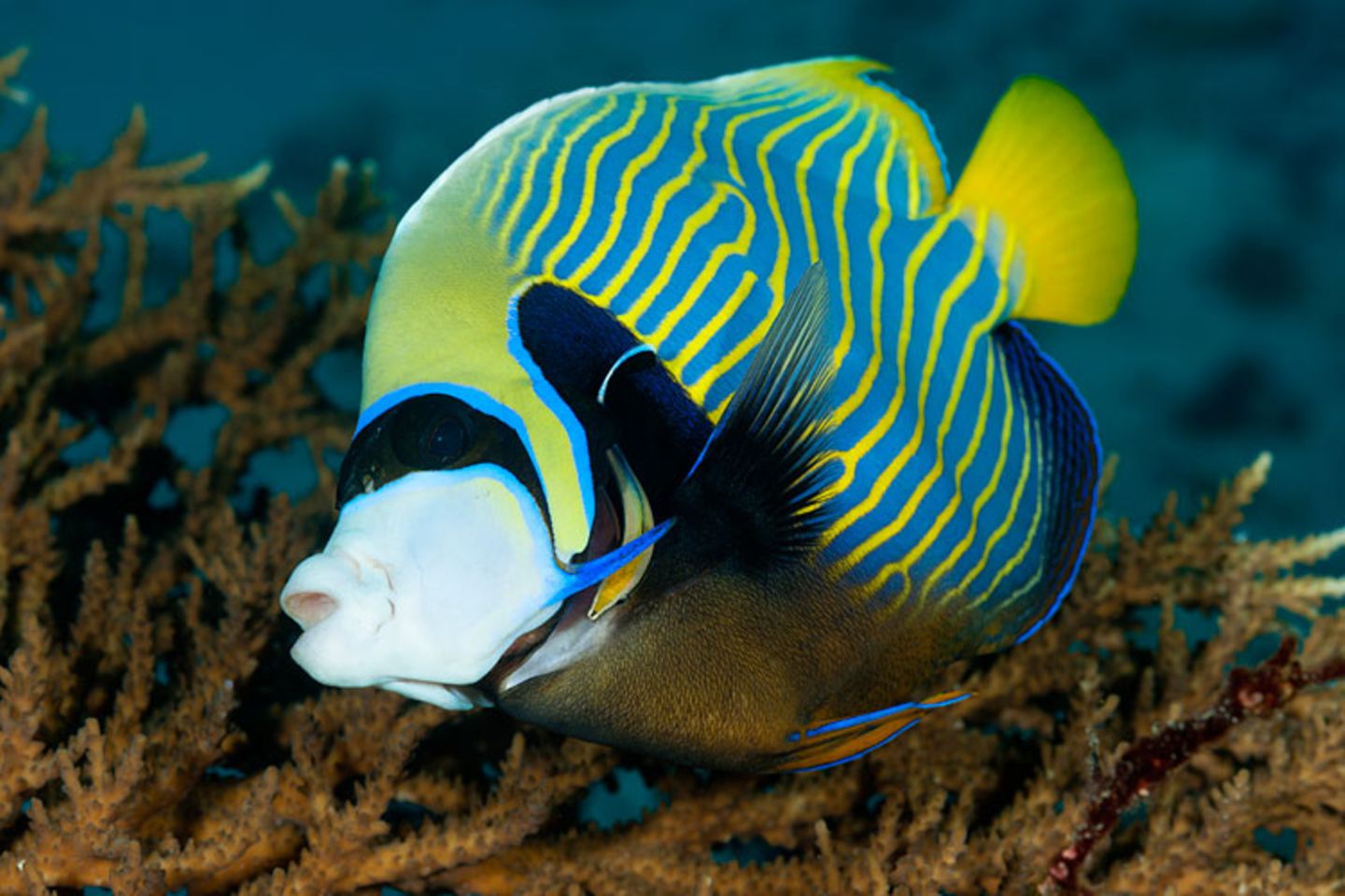 Imperator-Kaiserfisch, Pomacanthus imperator