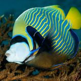 Imperator-Kaiserfisch, Pomacanthus imperator