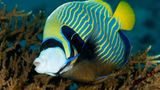 Imperator-Kaiserfisch, Pomacanthus imperator