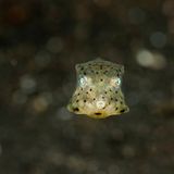 Gelbbrauner Kofferfisch, Ostracion cubicus